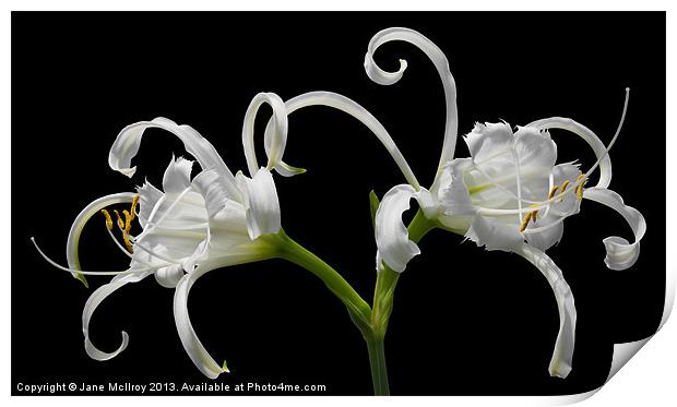 White Spider Lily Print by Jane McIlroy