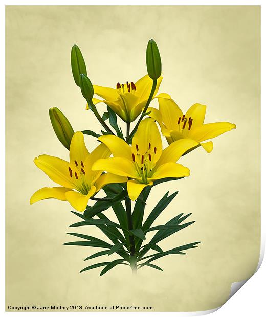 Yellow Lilies Print by Jane McIlroy
