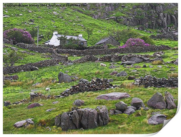 Welsh Mountain Cottage Print by Jane McIlroy