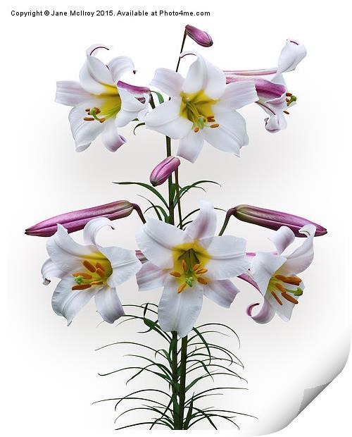  Pink and White Trumpet Lilies Print by Jane McIlroy