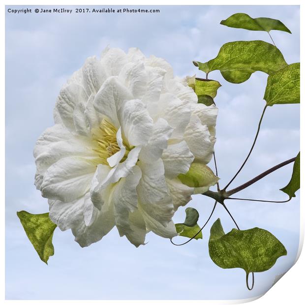 White Clematis Print by Jane McIlroy