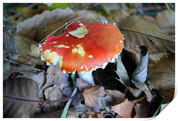 Mushroom in Autumn Print by Sandra Marques