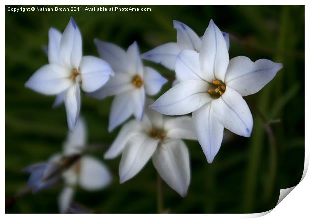 White Flower Print by Nathan Brown