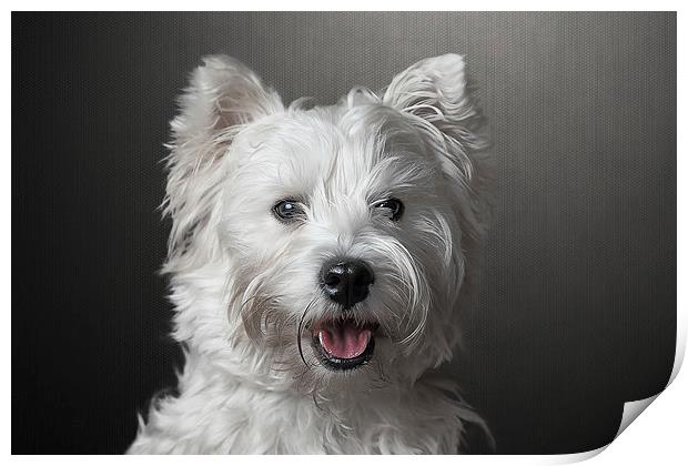 West Highland Terrier Print by Gary Lewis