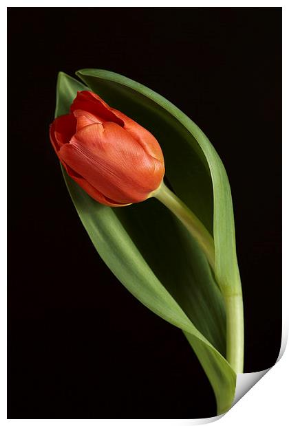 Red Tulip Portrait Print by Gary Lewis