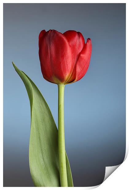 Tulip On Blue Print by Gary Lewis