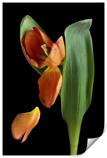 Falling Petal Tulip Print by Gary Lewis