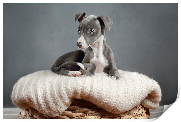  Whippet Puppy Portrait Print by Gary Lewis
