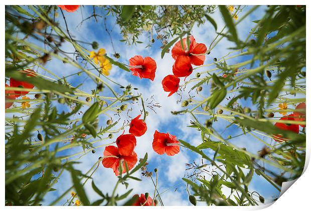 Summertime Poppies Print by Gary Lewis