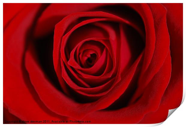 Old Enlish Red Rose Print by steve akerman