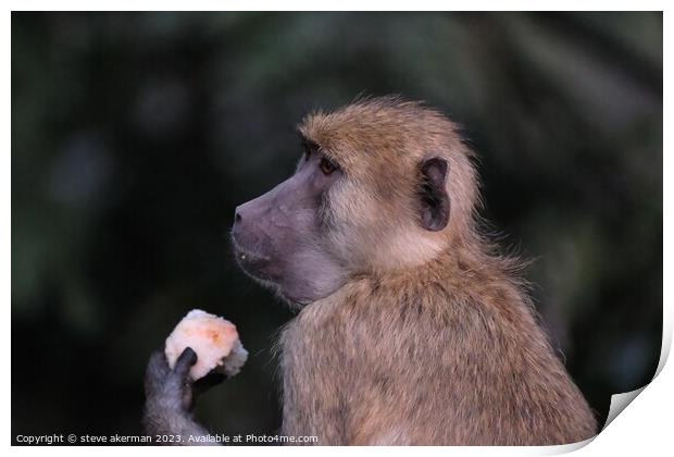 A foraging Baboon outside South Luangwa park Zambia Print by steve akerman