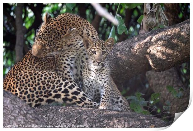 Leopard cub and mother in tree Print by steve akerman