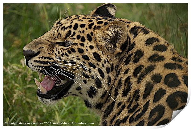 Leopard growling Print by steve akerman