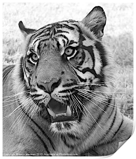 Bengal tiger black and white Print by steve akerman