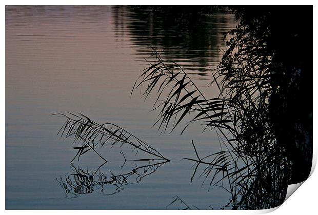 Fallen reeds Print by steve akerman