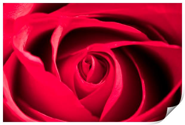 Pink Rose Print by steve akerman