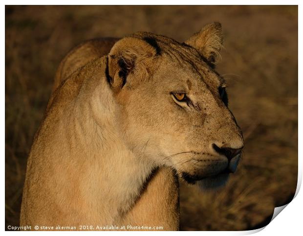 Lioness at sunrise Print by steve akerman