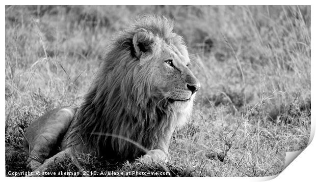       Lion at sunrise Masai Mara.                  Print by steve akerman