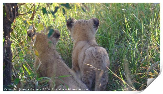   Twin Lion cubs observing.                        Print by steve akerman