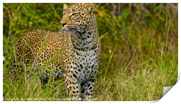    Leopard looking for a meal.                     Print by steve akerman