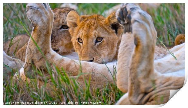        Lion cub having a feed.                     Print by steve akerman