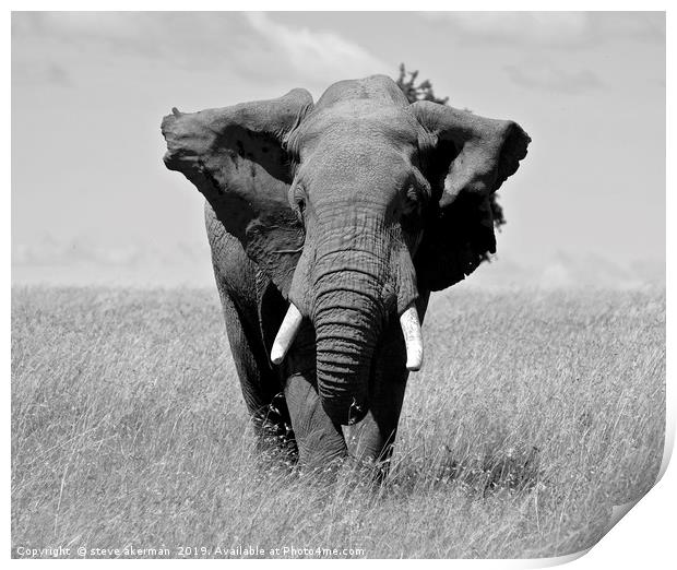 Elephant in the Masai Mara. Print by steve akerman