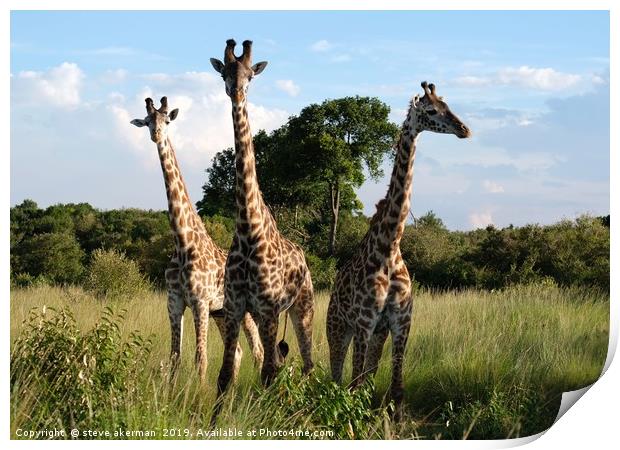    Three Giraffes in the Masai Mara.               Print by steve akerman