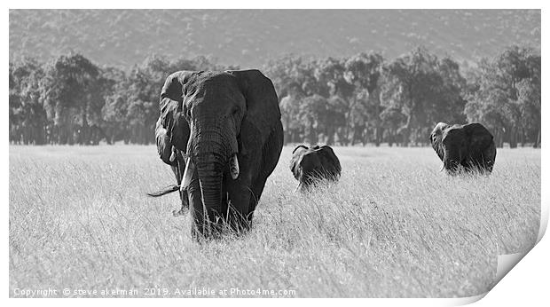    An Elephant family in the Masai Mara.           Print by steve akerman