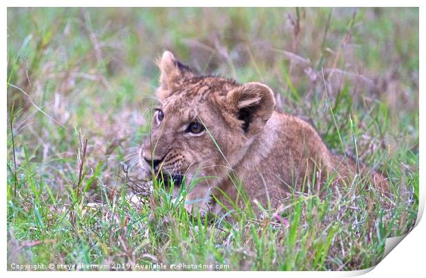 Lion cub at sunrise                                Print by steve akerman