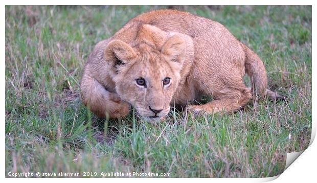          lion cub learning to pounce.              Print by steve akerman