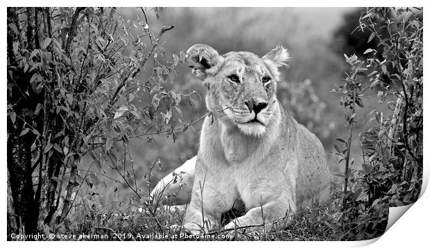    A lion in bushes masai mara.                    Print by steve akerman