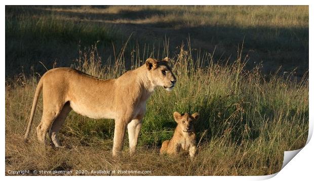A lioness with her cub at sunrise. Print by steve akerman