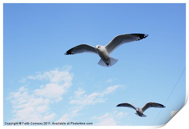 Seagull flying with ease. Print by Faith Comeau