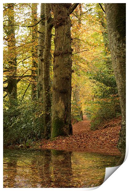 Autumn Path Print by Liz Ward