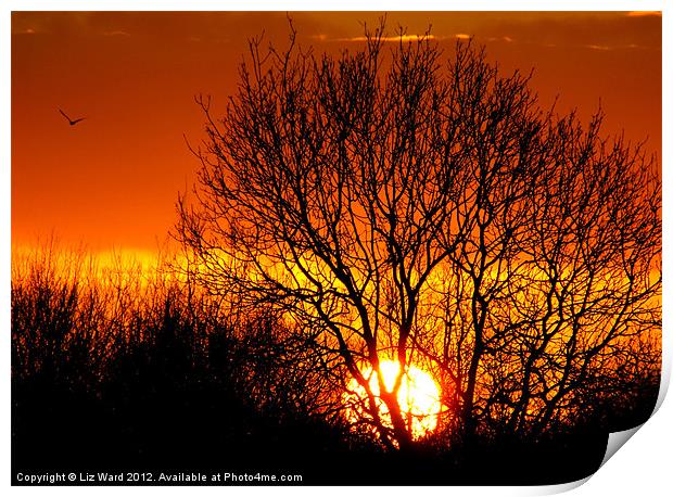 Sunset Tree Print by Liz Ward