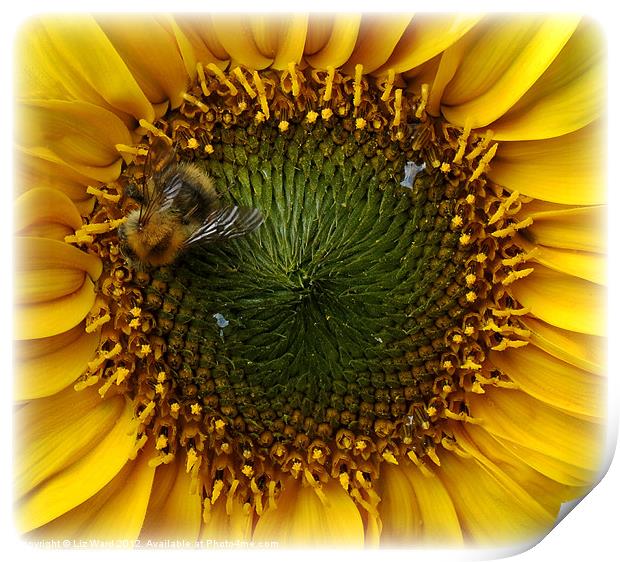 Sunflower Bee Print by Liz Ward