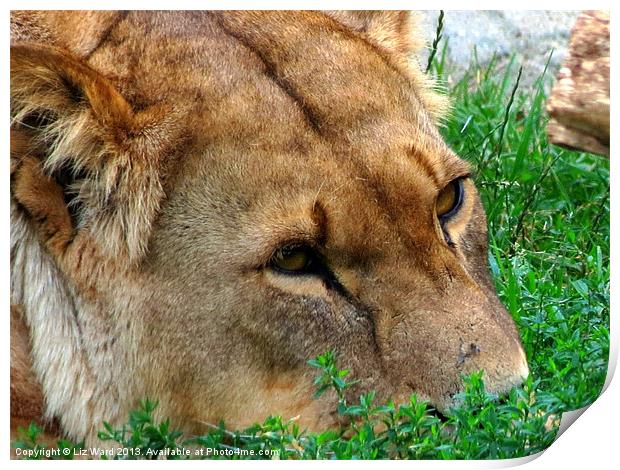 Lioness just relaxing Print by Liz Ward