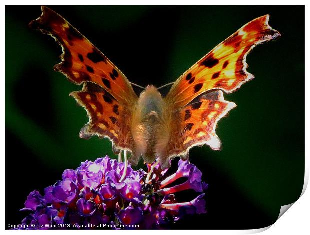 Comma Butterfly Print by Liz Ward