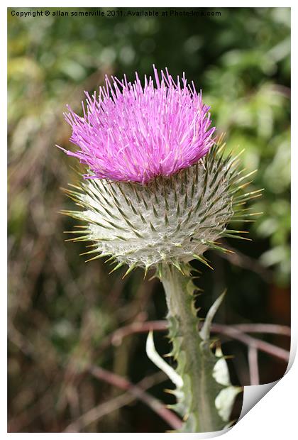 plant with a point Print by allan somerville