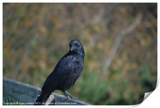 crow on a fence Print by nigel watson