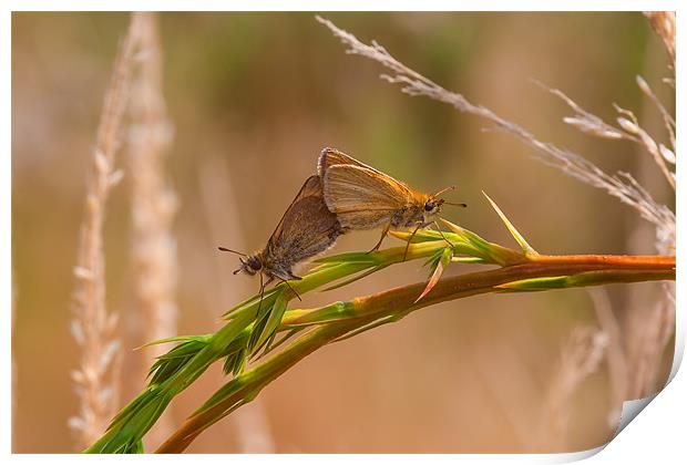 Essex Skipper Butterfly Print by Mark Harrop