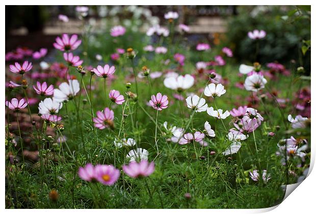 Backlit Cosmos Print by Mark Harrop