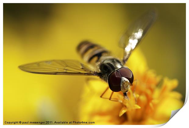 hover fly Print by Paul Messenger