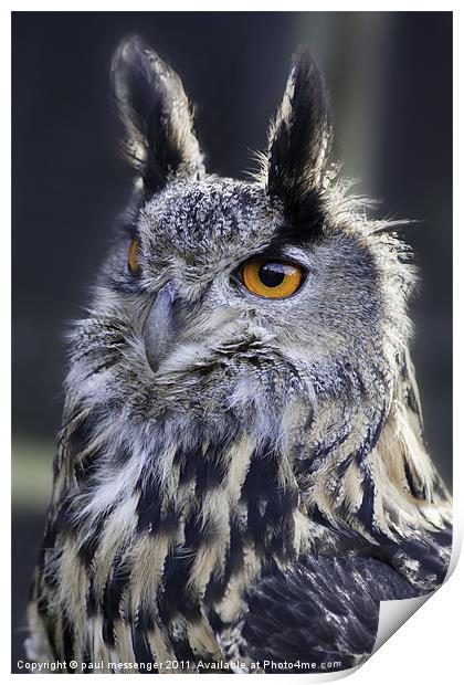 Gandalf the Eagle Owl Print by Paul Messenger