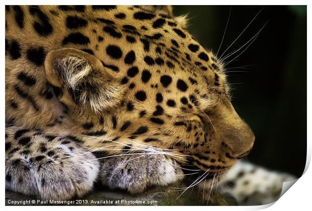 Sleeping Amur leopard Print by Paul Messenger