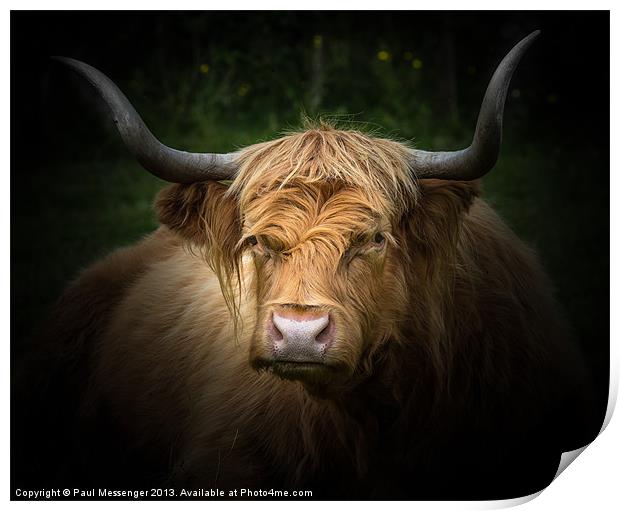 Highland Cow Print by Paul Messenger
