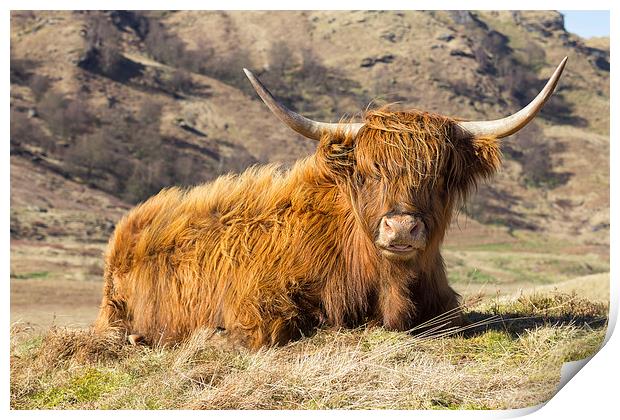 Highland Cow Scotland Print by Paul Messenger