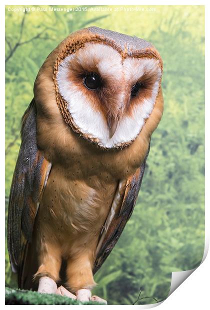 Barn Owl  Print by Paul Messenger