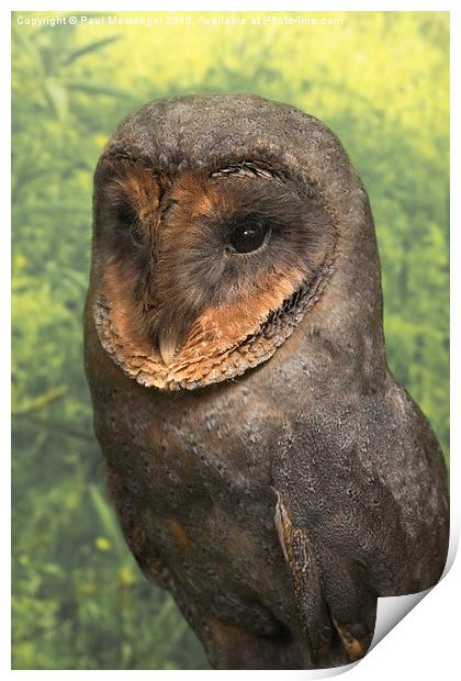 Black Barn Owl Print by Paul Messenger