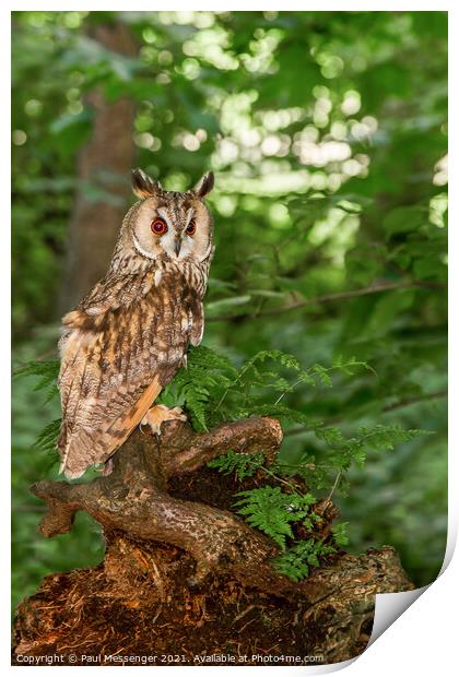  Long Eared Owl on a tree branch Print by Paul Messenger